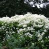 Clematis Paniculata